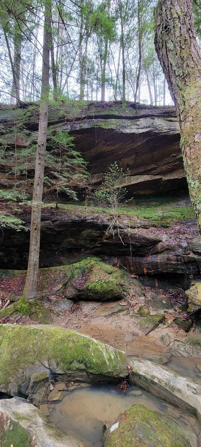 A Haven of Biodiversity and Ancient Plant Life A Haven of Biodiversity and Ancient Plant Life