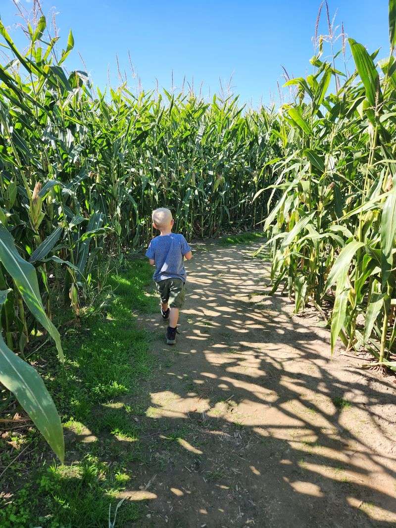 A New Design Cut Into The Field Every Single Year