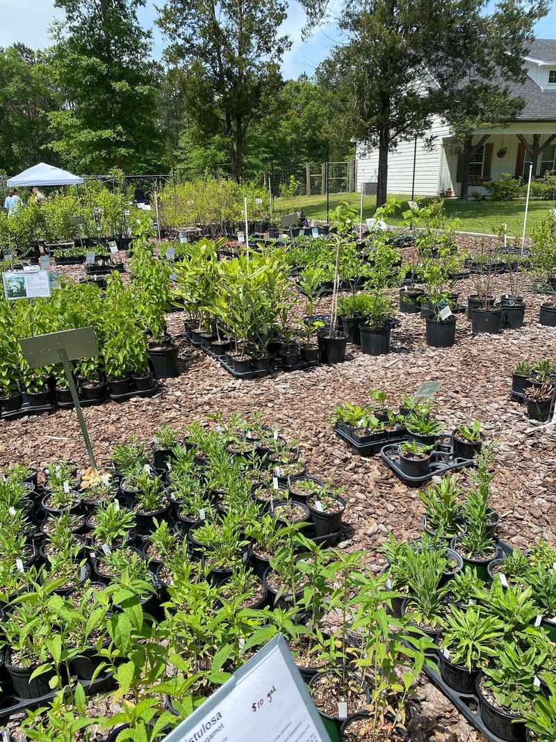 A Nursery Named For A Love Of Woodlands A Nursery Named For A Love Of Woodlands