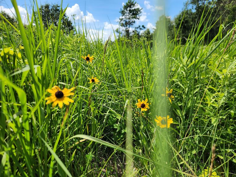 A Prairie That Was Never Turned Over by a Plow