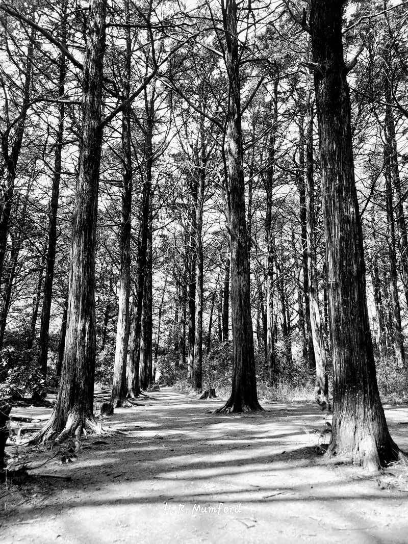 A Stone Circle Waiting Deeper In The Woods A Stone Circle Waiting Deeper In The Woods