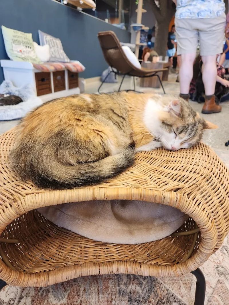A Streamlined Path to Adopting Your Next Feline Family Member