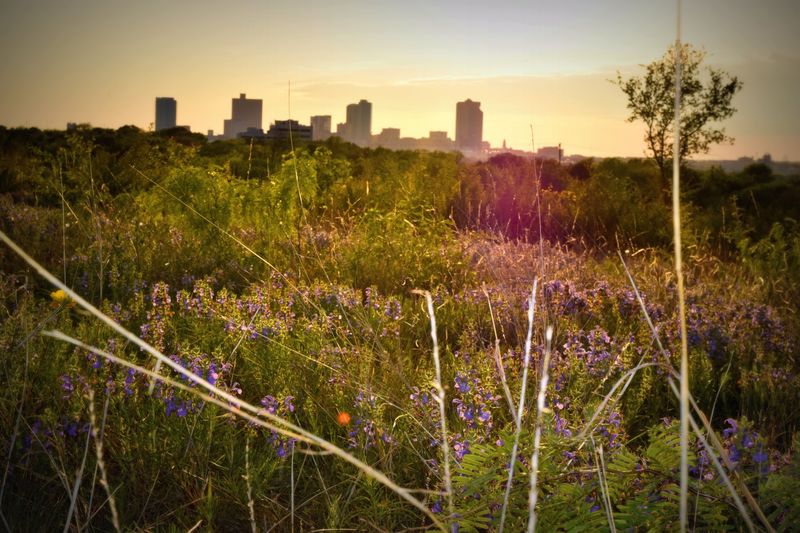 A Tapestry of Texas Prairie, Unfurled