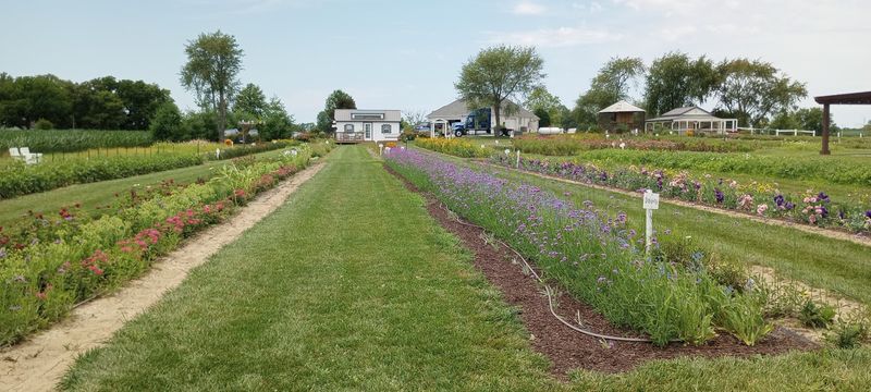 A Walk Through Fragrant Lavender Fields A Walk Through Fragrant Lavender Fields