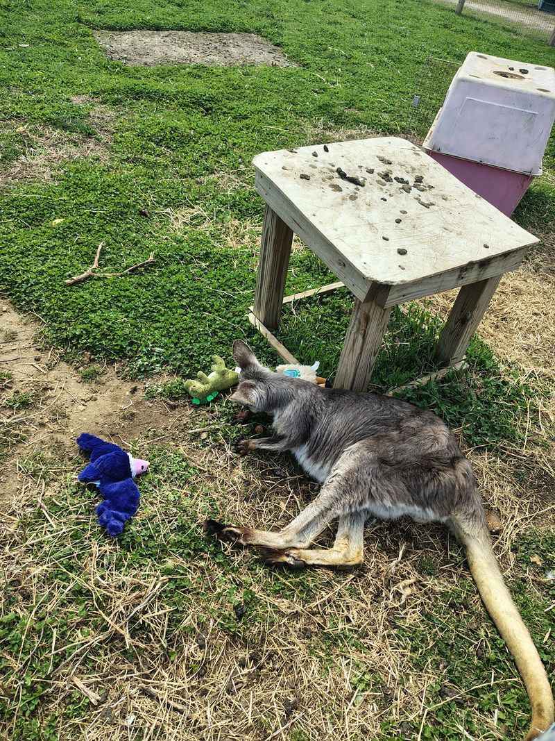 A Wallaby Makes Things Unexpected A Wallaby Makes Things Unexpected