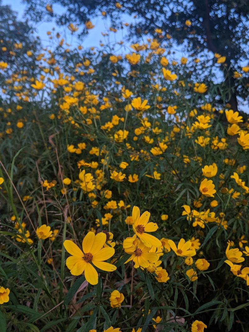 A Wildflower Show That Changes Every Few Weeks A Wildflower Show That Changes Every Few Weeks