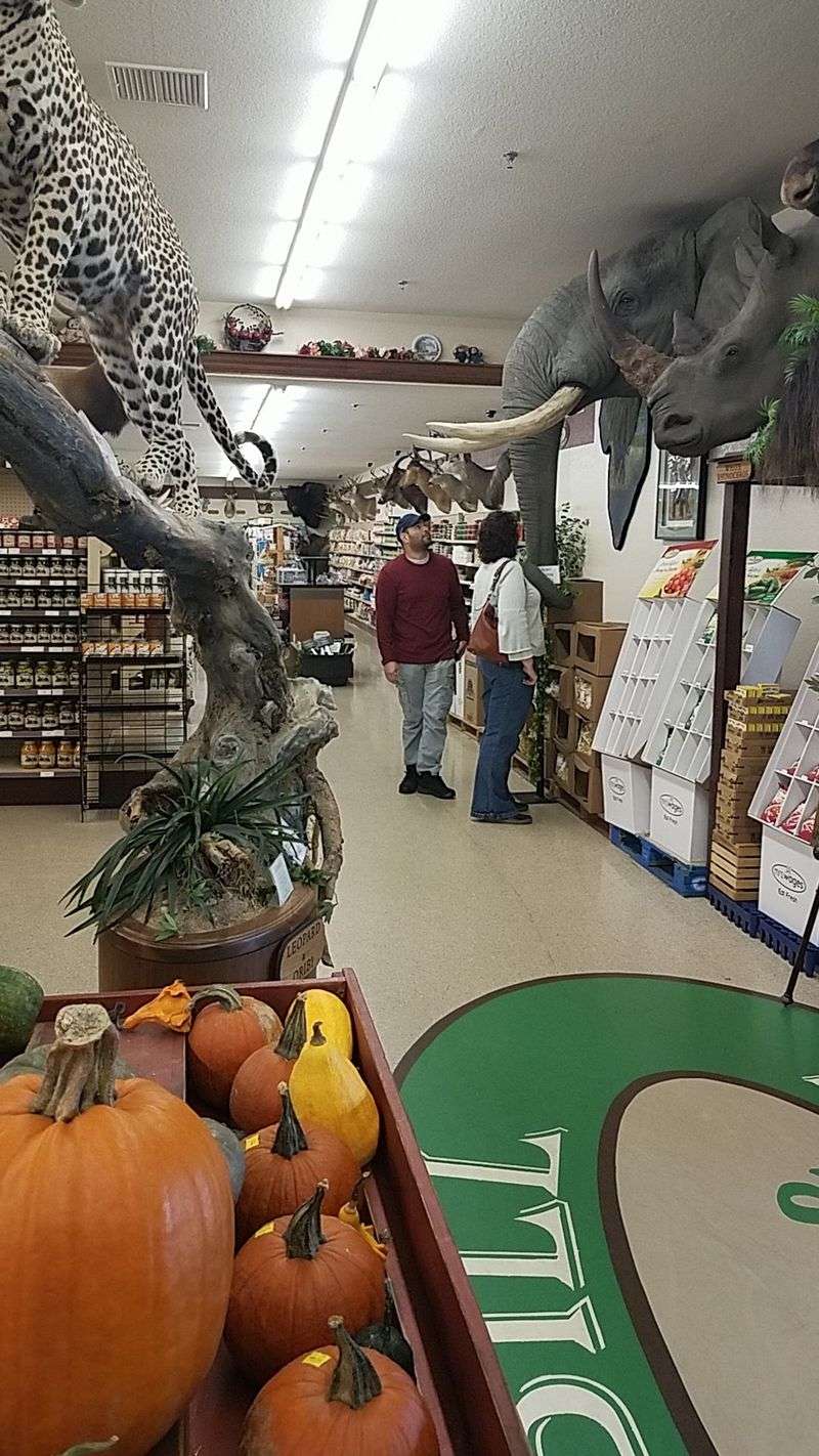 A Wildlife Collection You Would Never Expect Above The Grocery Aisles