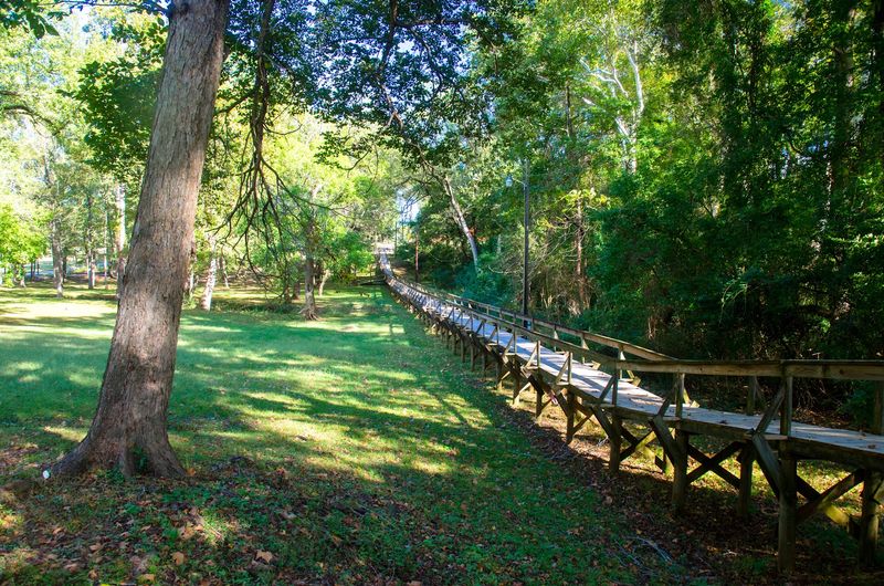 A Wooden Walkway With Roots In 1861