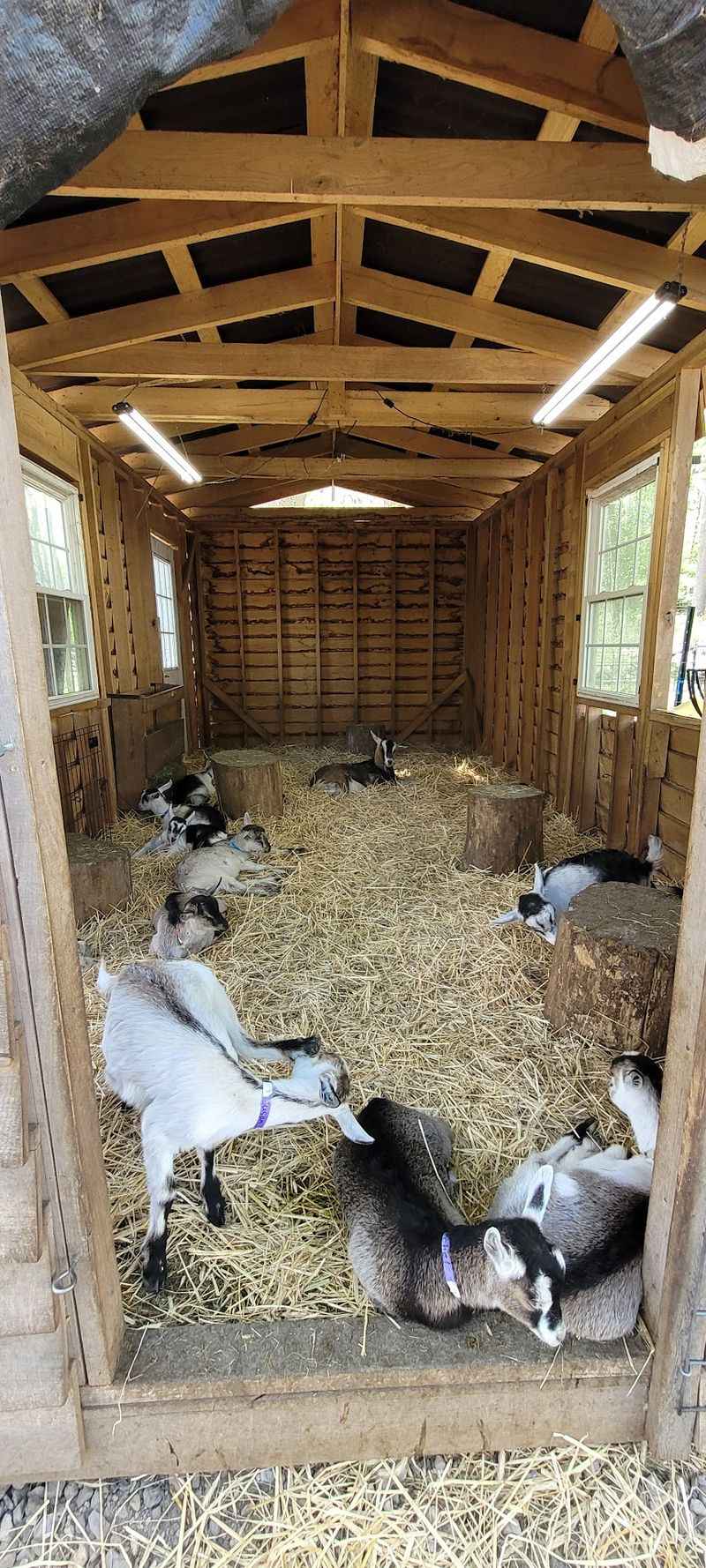 A Working Farm That Moves At Goat Speed