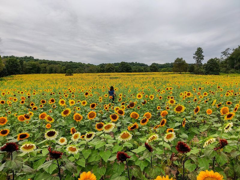 Acres of Sunflowers, Endless Photo Ops