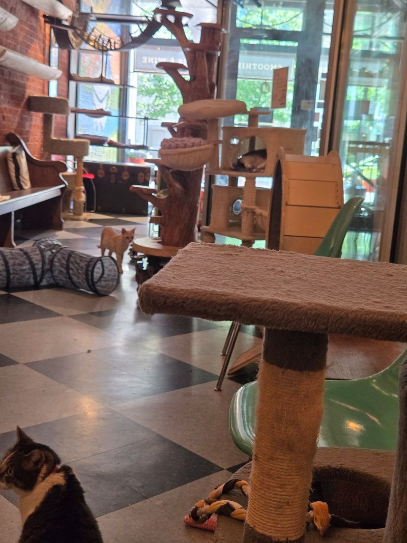 Adoption Happens Right There, Phone In Hand