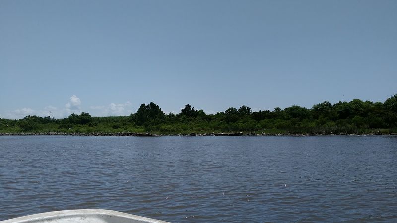 Alabama's Busiest Bird Nursery Sits Right Here