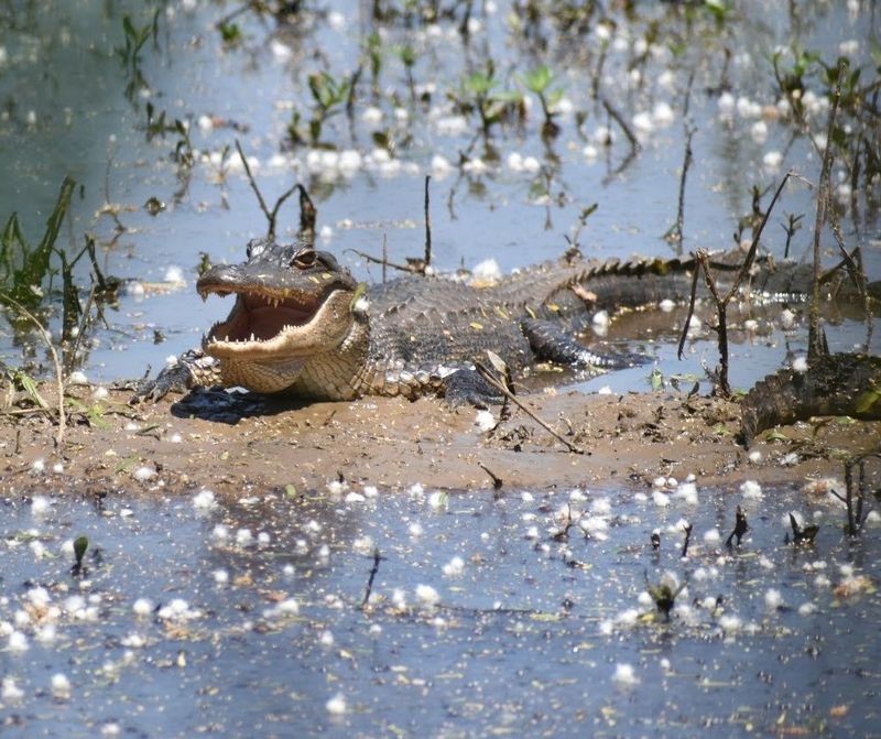 Alligators, Deer, Foxes, and the Wildlife You Never Expected to Find Here