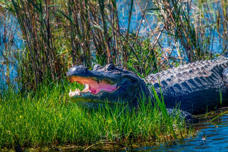 Alligators add a wild edge