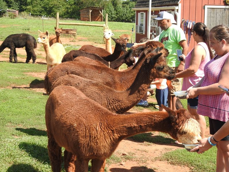 Alpaca Farm Days: Workshops That Go Way Beyond the Basics