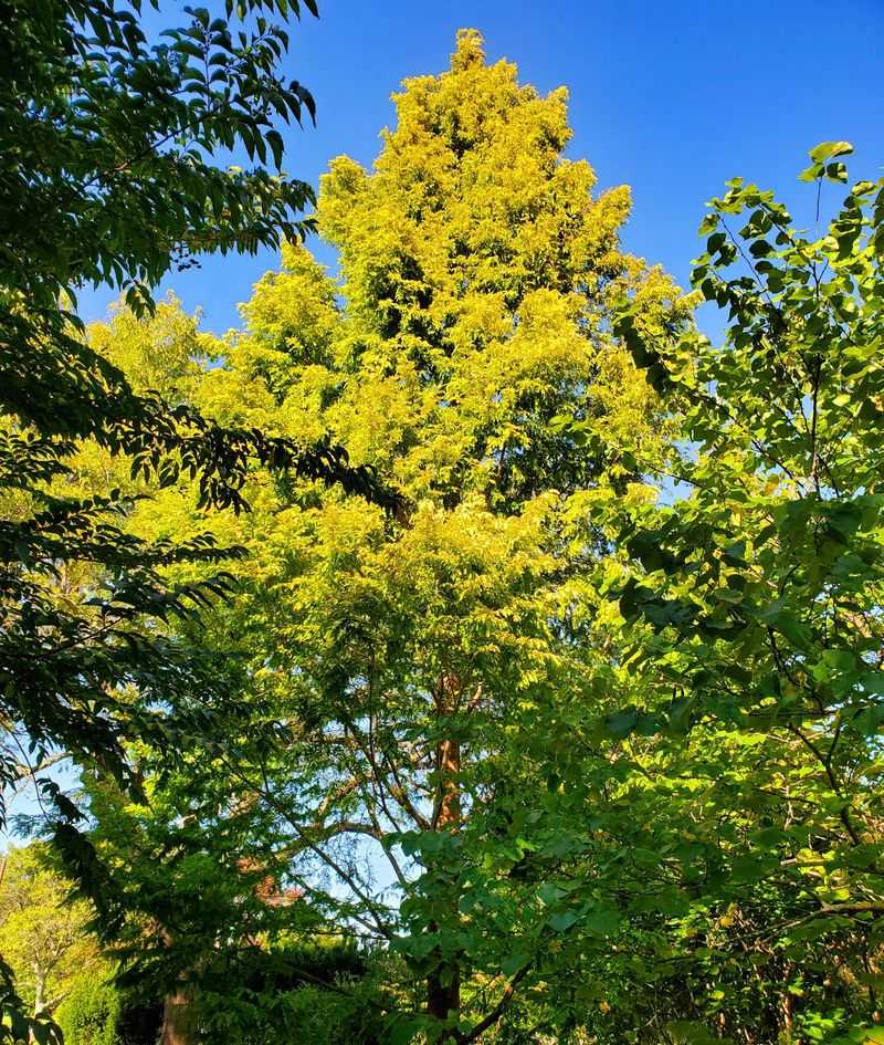 Ancient Trees Standing Quietly Nearby