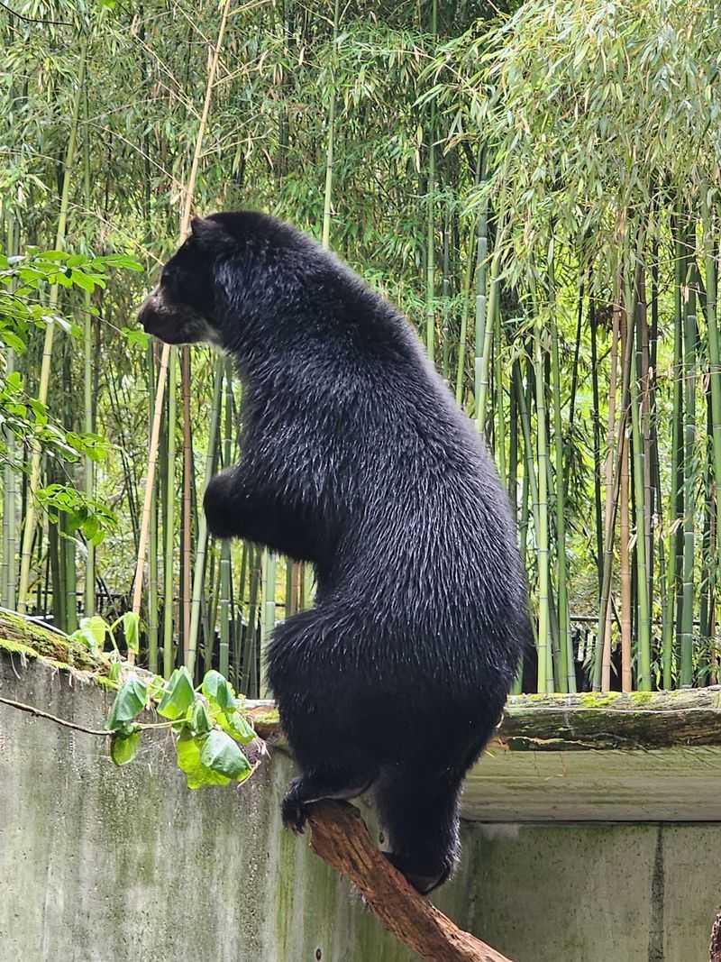 Andean Bears and a Legacy That Runs Deep