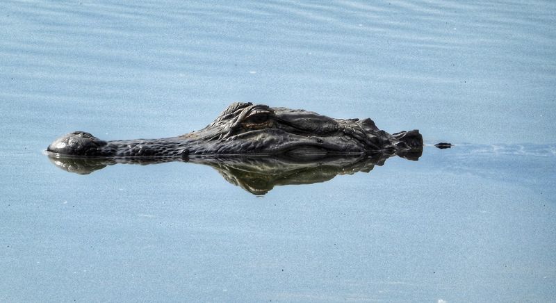 Are You Ready To Capture the Most Beautiful Wildlife Photos of Your Life