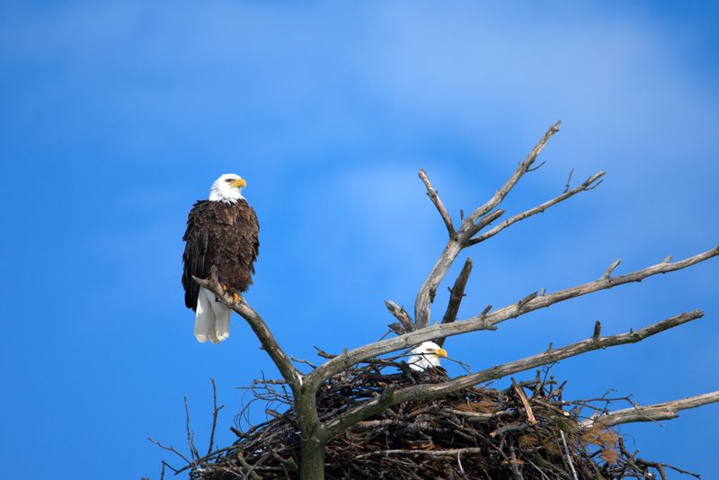 Are You Ready To Experience Real Indiana Wildlife Up Close