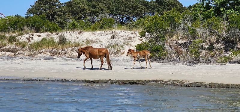 Assateague Island National Seashore, Berlin