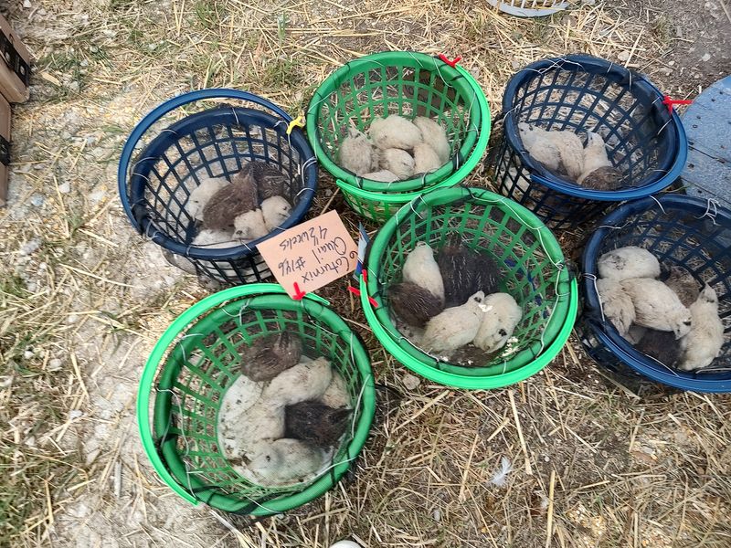 Auctions Animals And Country Energy Auctions Animals And Country Energy