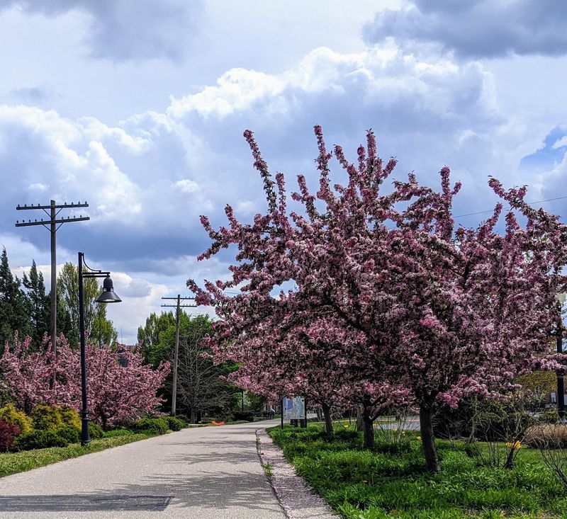 B-Line Trail, Bloomington B-Line Trail, Bloomington