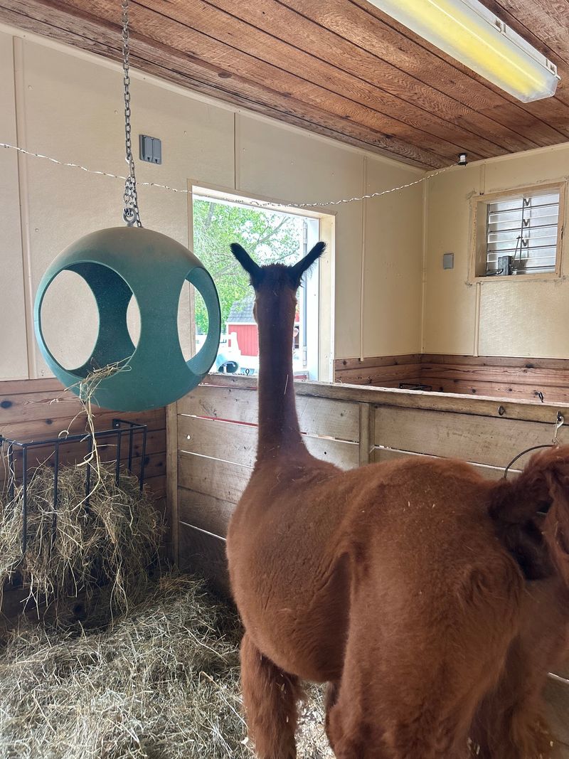 Baby Goats, Llamas and a Fiberglass Cow at the Family Farm