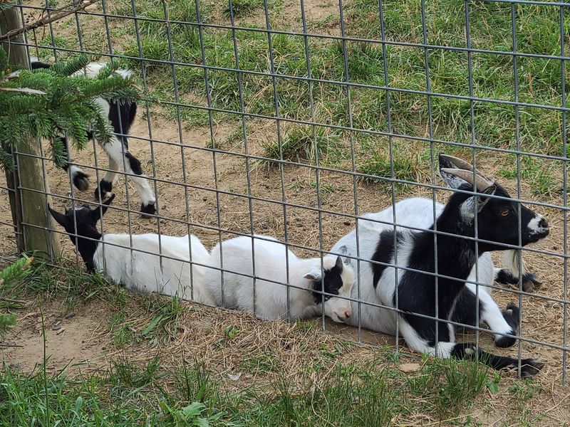 Baby Goats, Peacocks, and Farm Animals That Steal the Show Baby Goats, Peacocks, and Farm Animals That Steal the Show
