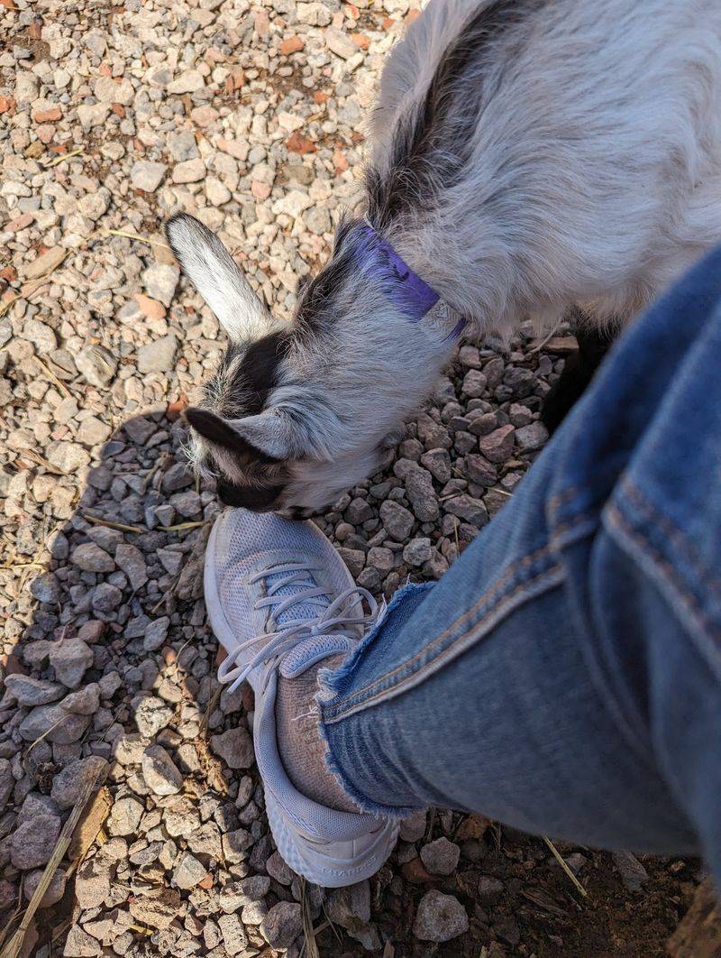 Baby Goats That Will Absolutely Untie Your Shoes