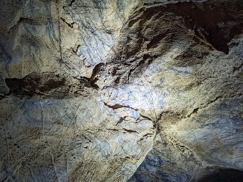 Bats, Crickets, and Other Underground Neighbors