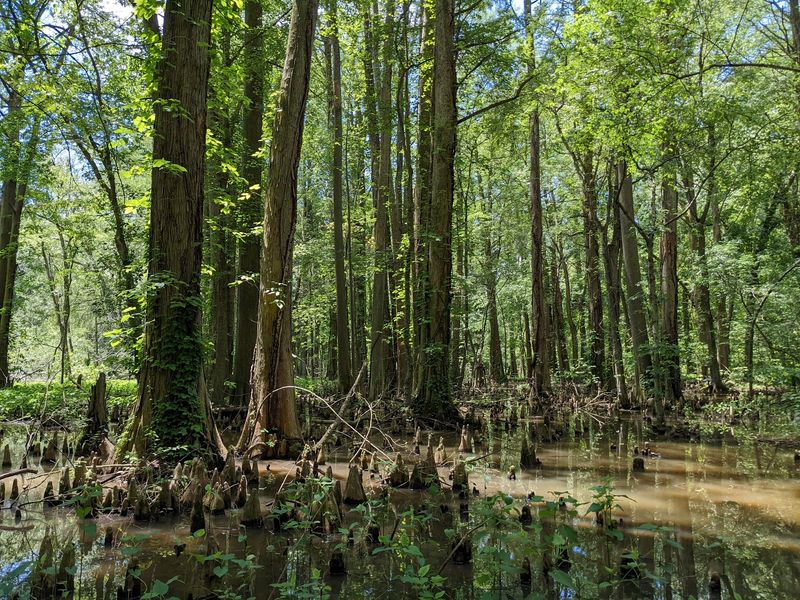 Battle Creek Cypress Swamp