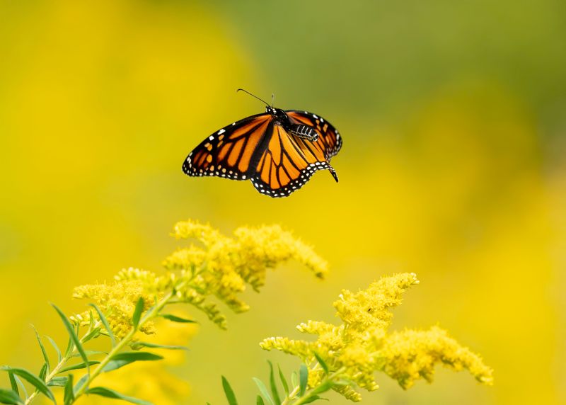 Bees, Butterflies and Birds Everywhere You Look