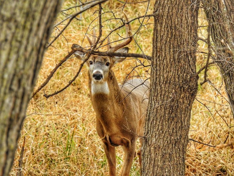 Beyond the Birds, Muskrats, Deer, Lotus Blooms and Quiet Summers Beyond the Birds, Muskrats, Deer, Lotus Blooms and Quiet Summers