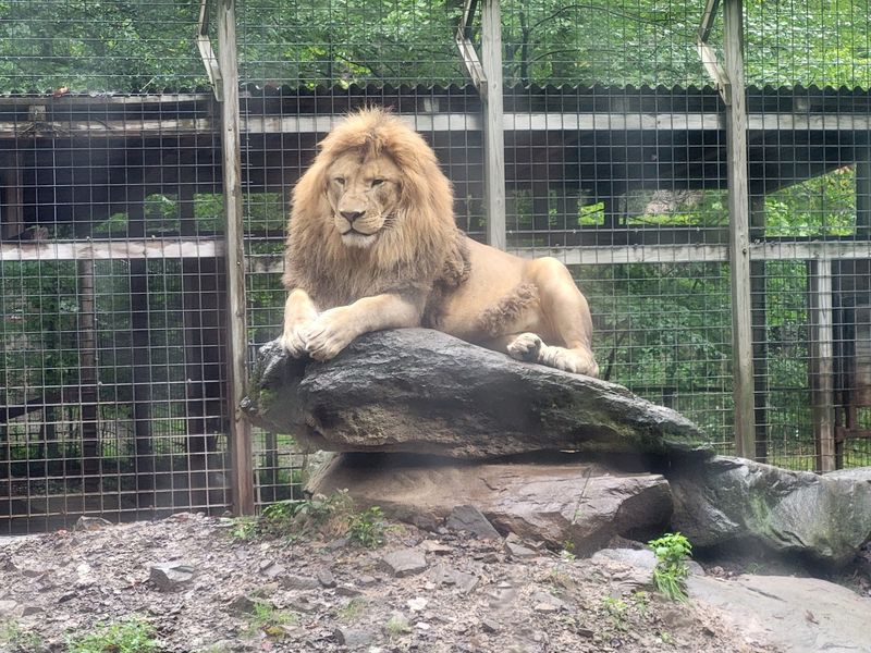 Big Cats, Bears, and Wolves Closer Than You Expect