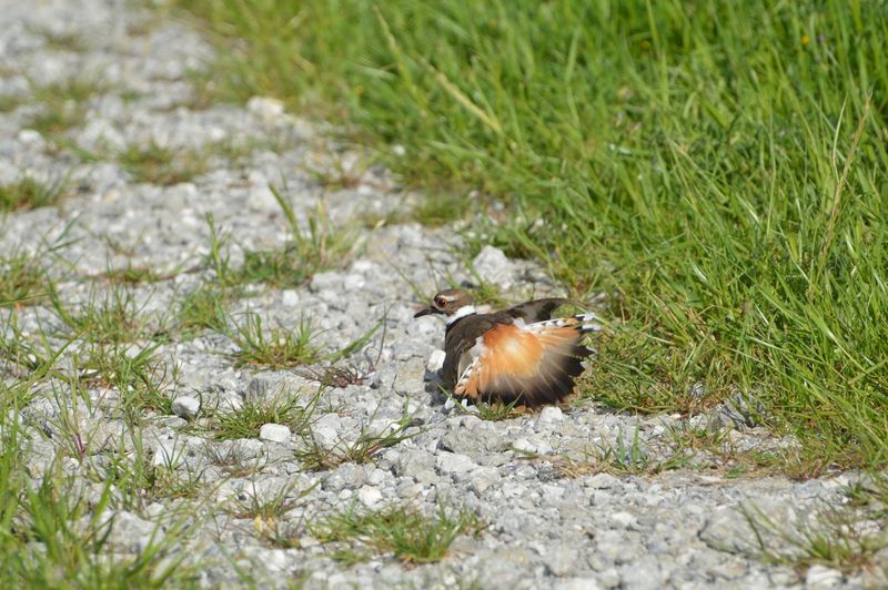 Birders Treat This Spot Like A Pilgrimage