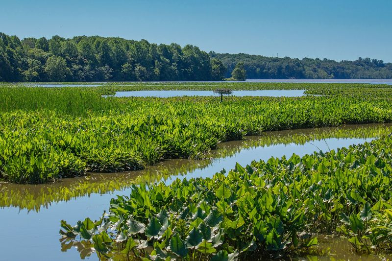 Birding Along the Atlantic Flyway