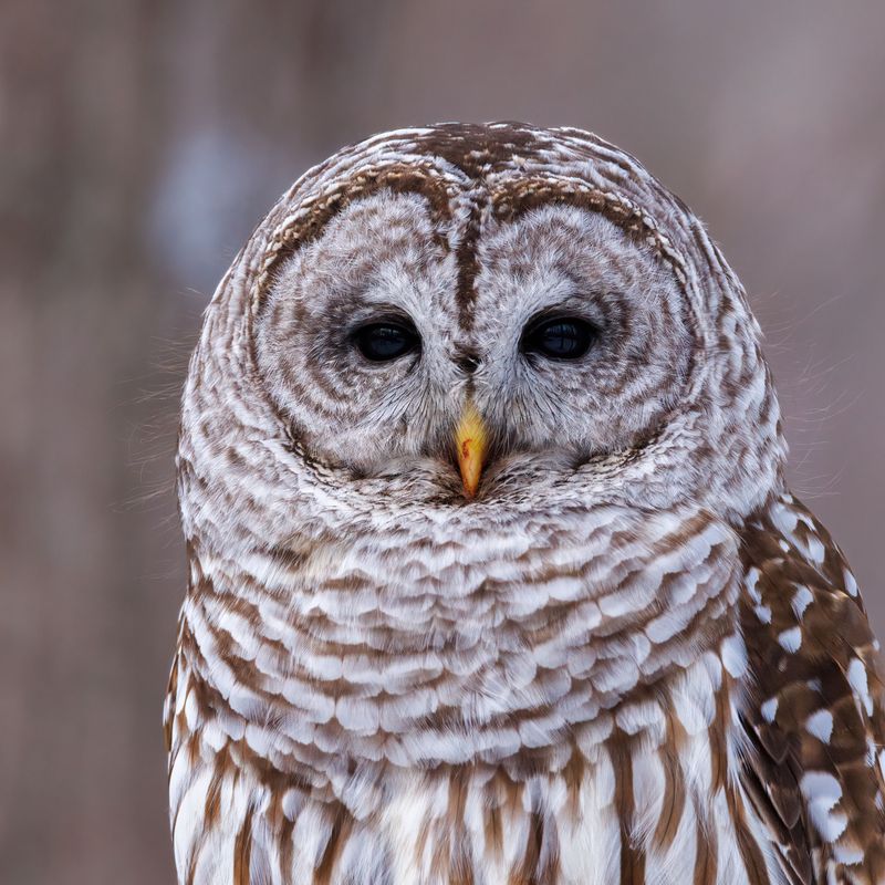 Birding That Belongs on Your Bucket List Birding That Belongs on Your Bucket List