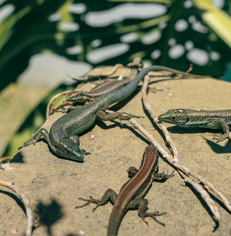 Birds, Lizards, and the Occasional Cottonmouth