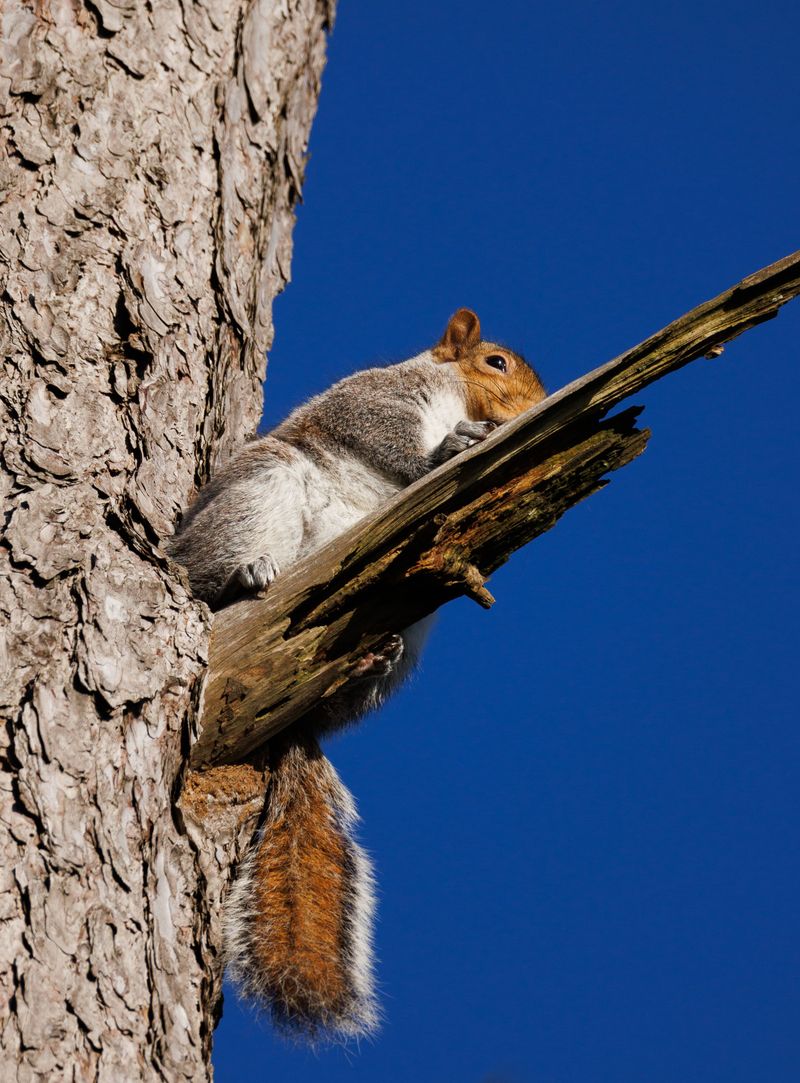 Birds, Squirrels And The Occasional Deer