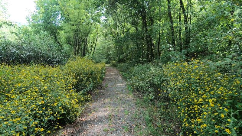 Birdsong, Wildflowers, And A Creek Worth Slowing Down For