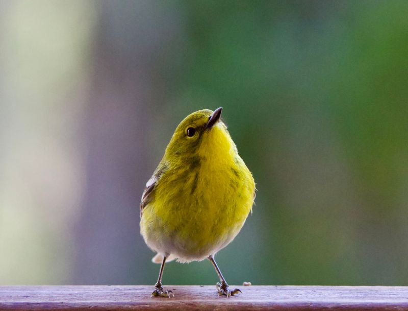 Birdsong, Wildflowers, and Other Small Discoveries Birdsong, Wildflowers, and Other Small Discoveries