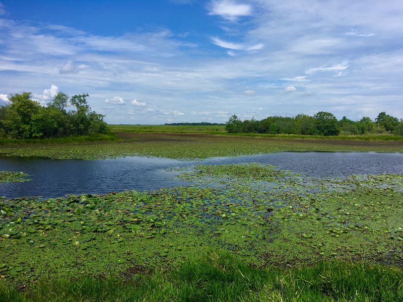Birdwatching Beyond the Prairie Chicken, Over 250 Species Await