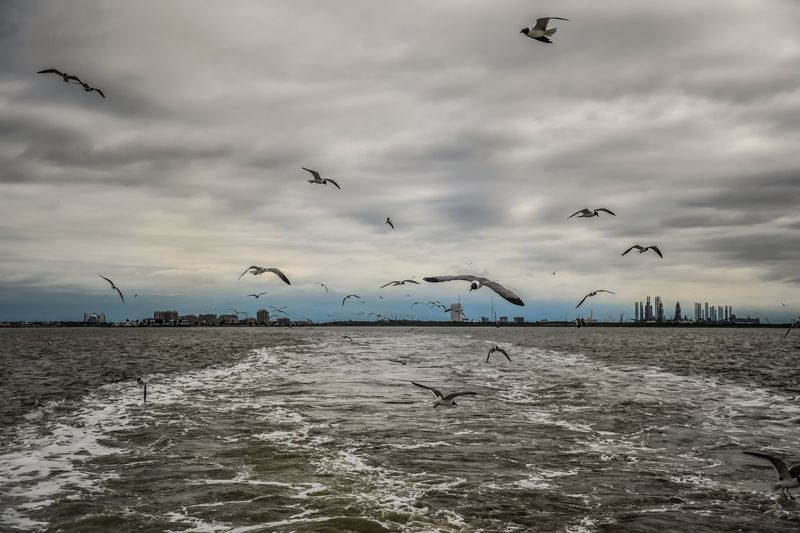 Birdwatching and Wildlife on the Bolivar Peninsula Birdwatching and Wildlife on the Bolivar Peninsula