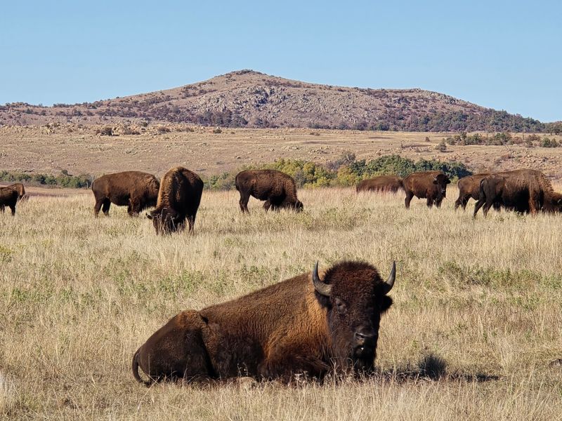 Bison And Longhorns At The Wichita Mountains Wildlife Refuge