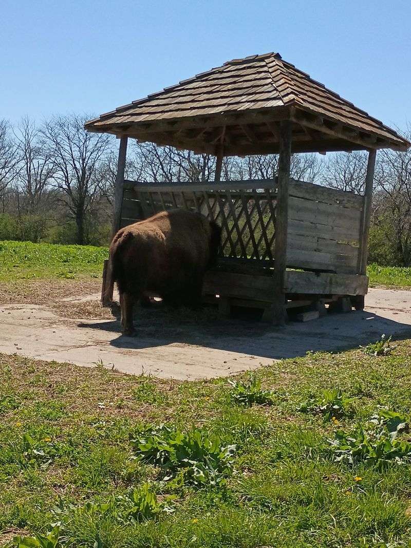 Bison Living Just Down The Way