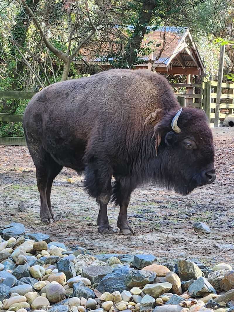 Bison, Red Wolves and the Weight of Conservation Work