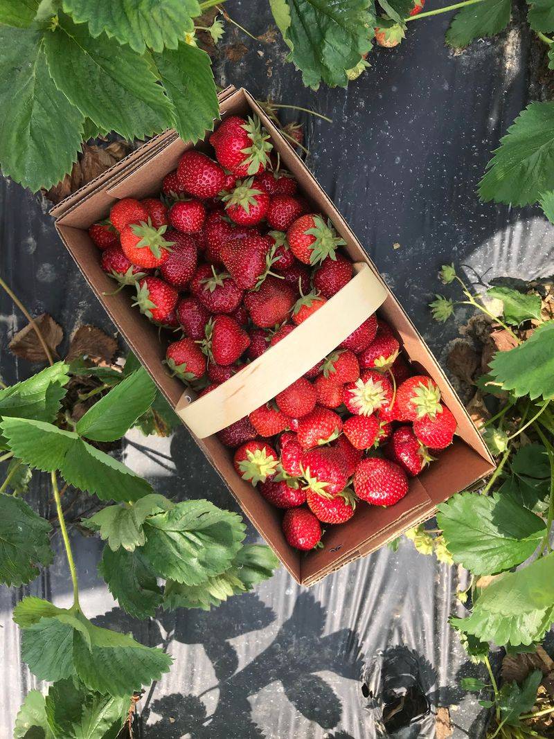 Blackberries and the Berry Patch Nobody Expects