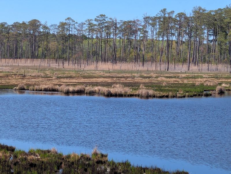Blackwater National Wildlife Refuge, Marsh Edge and Tubman Road Trails Blackwater National Wildlife Refuge, Marsh Edge and Tubman Road Trails