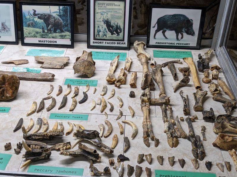 Bones From the Ice Age Sitting Right Beside the Trail