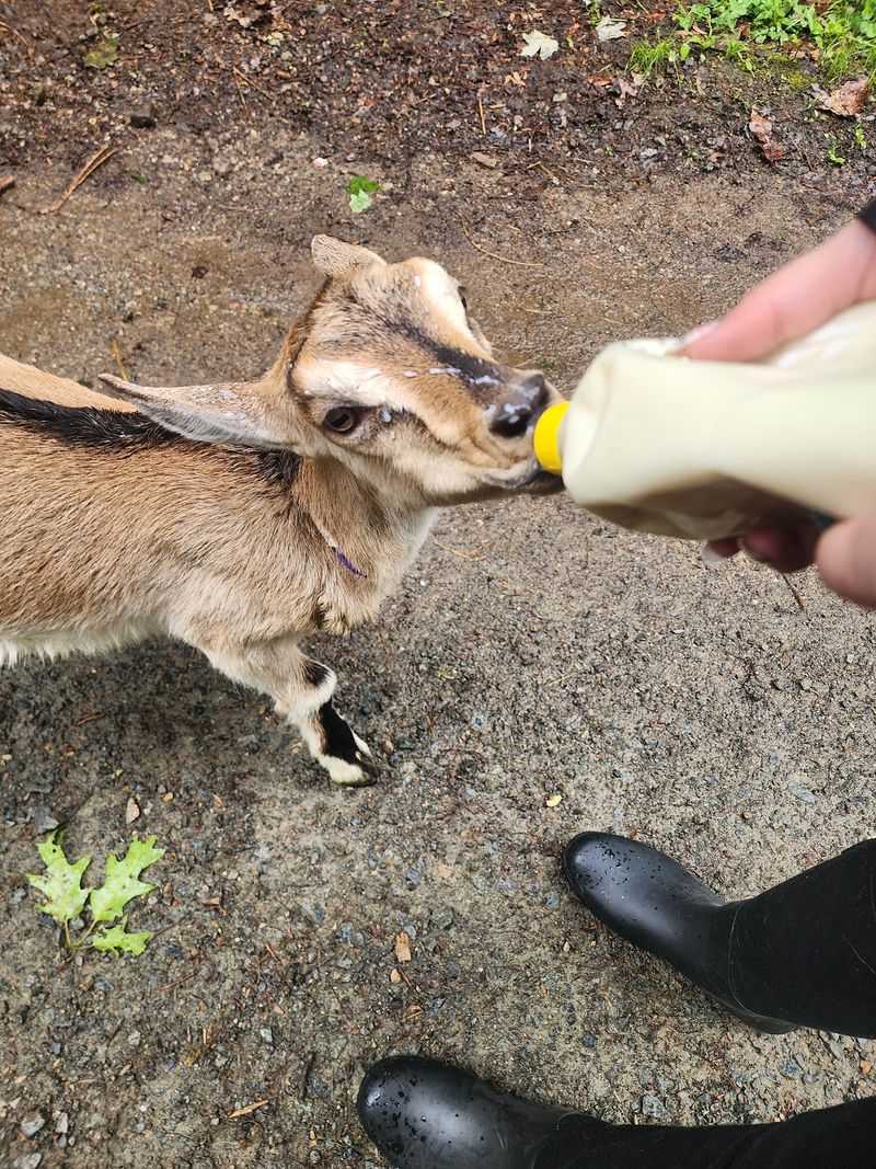 Bottled Goat Milk And Drinkable Yogurt